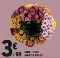 E.Leclerc molho de margaridas promoção