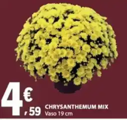 E.Leclerc Chrysanthemum mix promoção