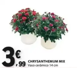 E.Leclerc Chrysanthemum mix promoção