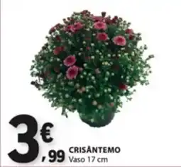 E.Leclerc Crisântemo promoção