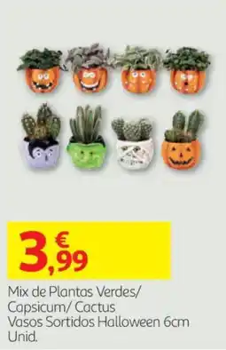 Auchan Mix de Plantas Verdes/Capsicum/Cactus promoção
