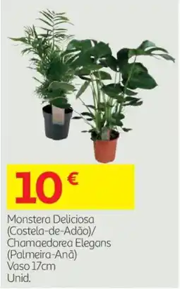 Auchan Monstera Deliciosa (Costela-de-Adão)/ Chamaedorea Elegans (Palmeira-Anã) promoção