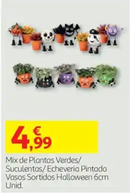 Auchan Mix de Plantas Verdes/ Suculentas/ Echeveria Pintada promoção