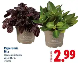 Lidl Peperomia Mix promoção