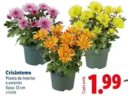 Lidl Crisântemo promoção