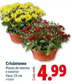 Lidl Crisântemo promoção