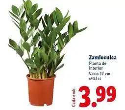 Lidl Planta - de interior promoção