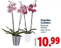 Lidl Planta - orquídea cerámica promoção