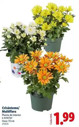 Lidl Planta - cristantemo/multiflora promoção
