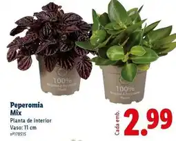 Lidl Mix - planta de interior promoção