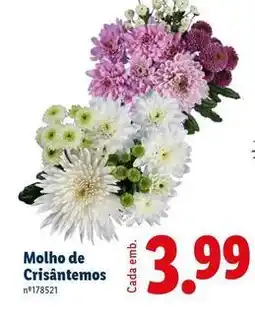 Lidl Molho de cristantemos promoção
