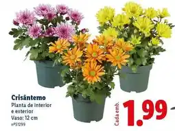 Lidl Planta - crisantemo promoção