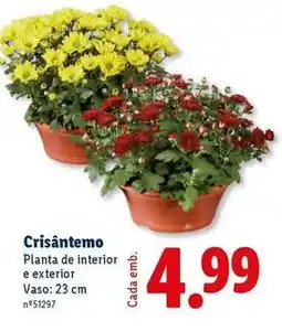 Lidl Planta - de interior e exterior promoção