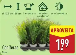 ALDI Coníferas Vaso promoção