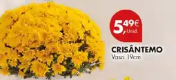 Pingo Doce Crisântemo promoção