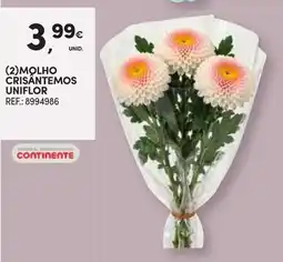 Continente Molho crisântemos uniflor promoção