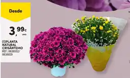 Continente Planta natural crisântemo promoção