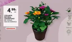 Continente Planta natural crisântemo promoção