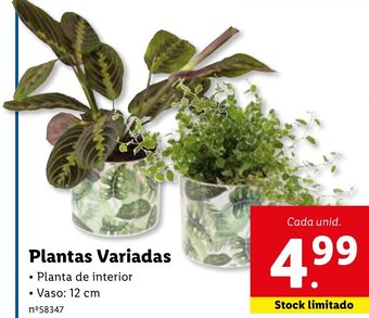 Lidl Plantas Variadas promoção