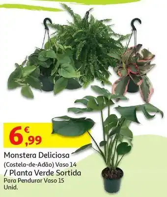 Monstera deliciosa