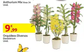 Auchan Orquidea diversa:dendobrium s/d promoção