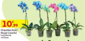 Auchan Orquidea azul lusobonsai promoção