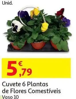 Auchan Cuvete 6 plantas de flores:comestiveis v.10 s/d promoção