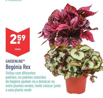 Gardenline Begónia Rex
