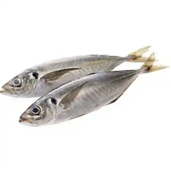 Carapau spar médio 900gr