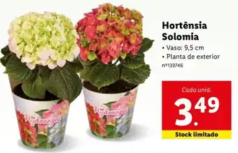 Lidl Hortênsia Solomia promoção