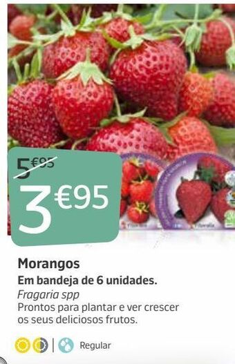 Jardiland Morango promoção