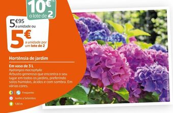 Plantas com flores