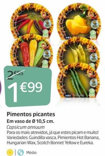 Pimentão