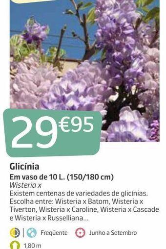 Jardiland Plantas promoção