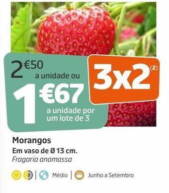 Morango