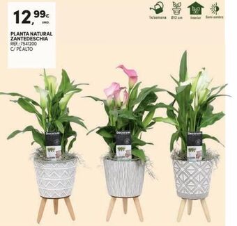 Plantas