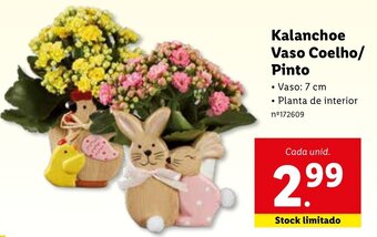 Kalanchoe Vaso Coelho/Pinto