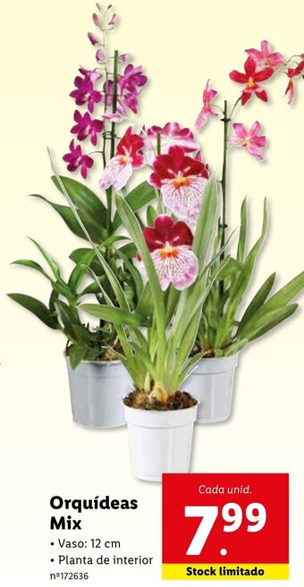 Orquídeas Mix