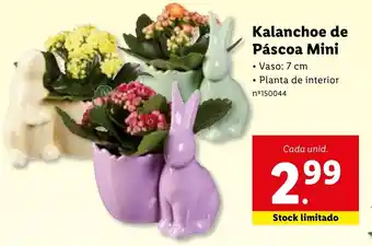 Kalanchoe de Páscoa Mini