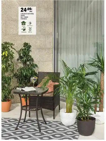 Continente Planta Natural Verde promoção