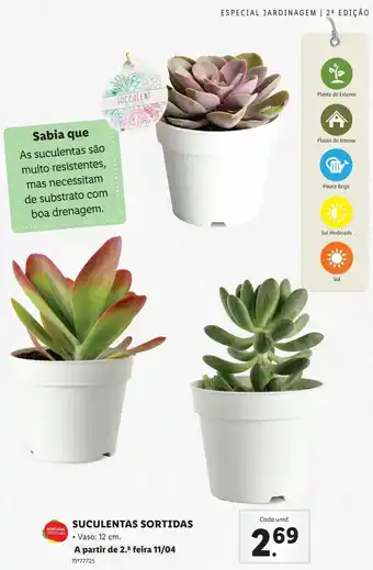 Lidl Suculentas Sortidas Vaso 12cm promoção
