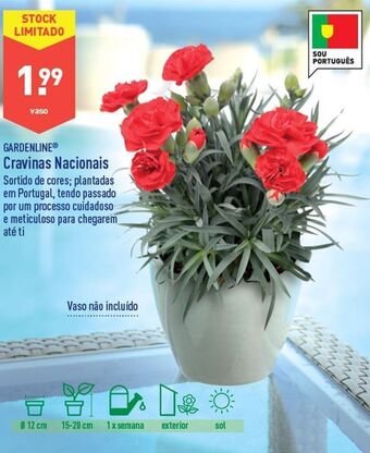 ALDI Plantas com flores promoção