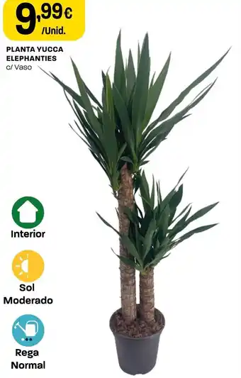 Intermarché Planta Yucca Elephanties promoção