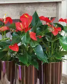 Antúrio mix