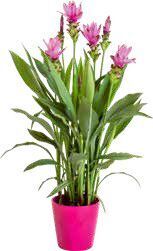 Jardiland Cúrcuma promoção