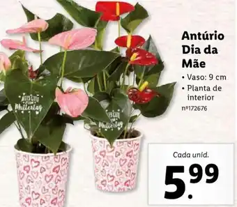Antúrio Dia da Mãe 9cm