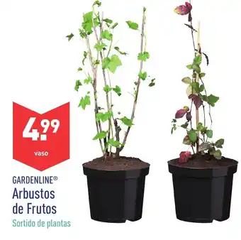 ALDI Arbustos de Frutos promoção