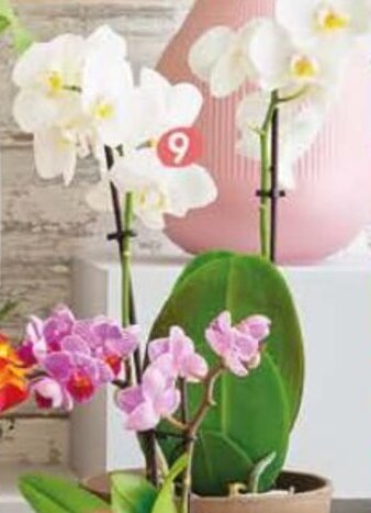 Pingo Doce Phalaenopsis promoção