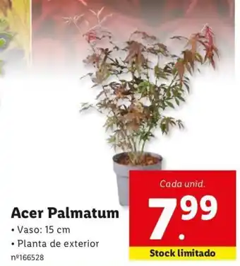 Lidl Acer Palmatum promoção