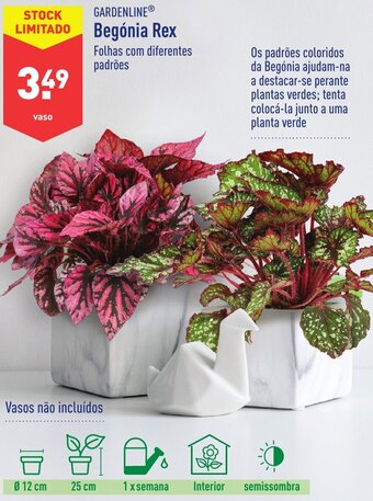 ALDI Gardenline Begónia Rex promoção
